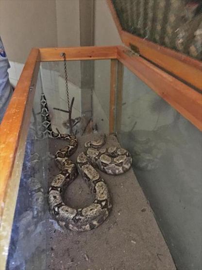 Antalyada şoke eden olay... Valizden boa yılanı çıktı