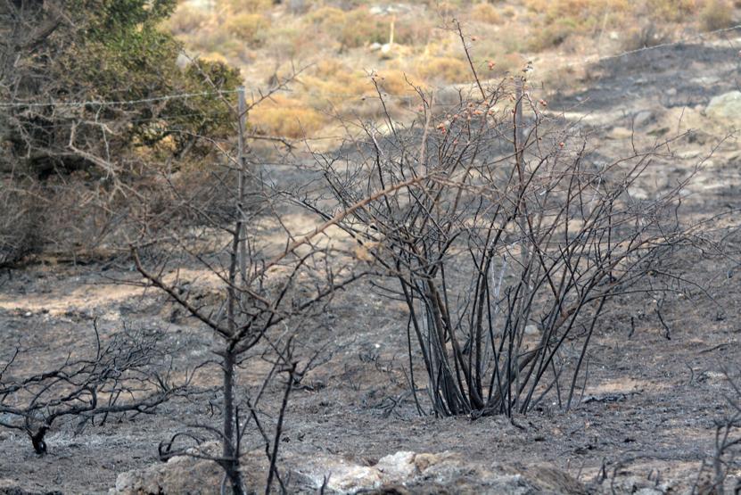 Marmara Adasındaki yangının bilançosu gün ağarınca ortaya çıktı