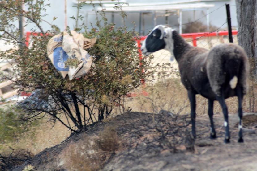 Marmara Adasındaki yangının bilançosu gün ağarınca ortaya çıktı
