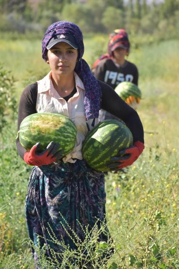 Yetişmez denilen Sivasta, 150 ton karpuz hasadı