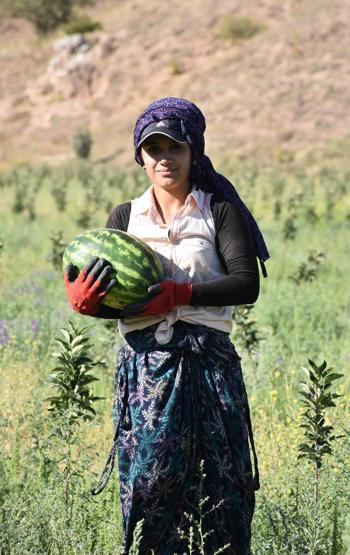 Yetişmez denilen Sivasta, 150 ton karpuz hasadı