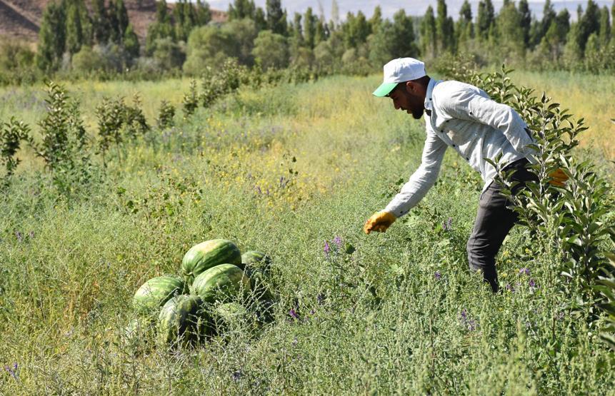Yetişmez denilen Sivasta, 150 ton karpuz hasadı