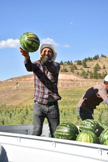 Yetişmez denilen Sivasta, 150 ton karpuz hasadı