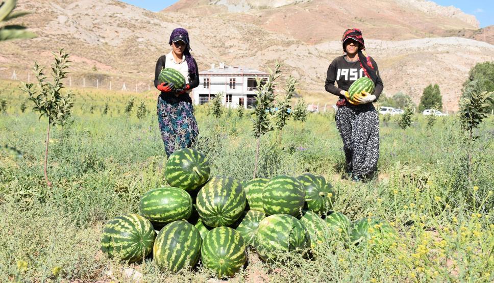 Yetişmez denilen Sivasta, 150 ton karpuz hasadı