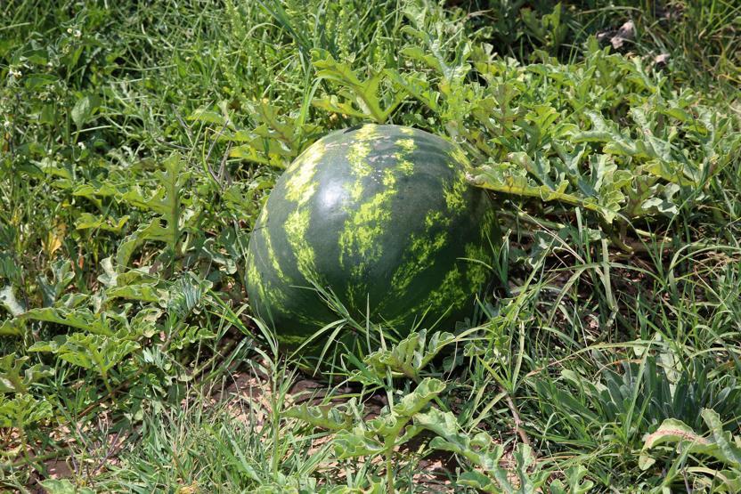 Yetişmez denilen Sivasta, 150 ton karpuz hasadı