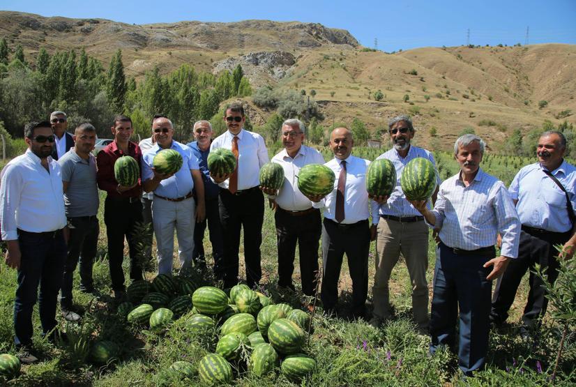 Yetişmez denilen Sivasta, 150 ton karpuz hasadı