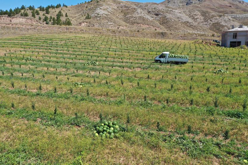 Yetişmez denilen Sivasta, 150 ton karpuz hasadı