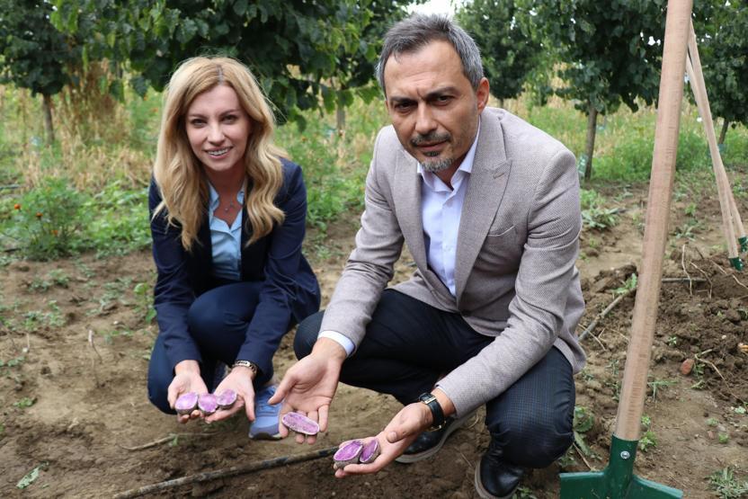 Bolu’da obezite, kanser düşmanı mor patates ilk kez topraktan çıkarıldı