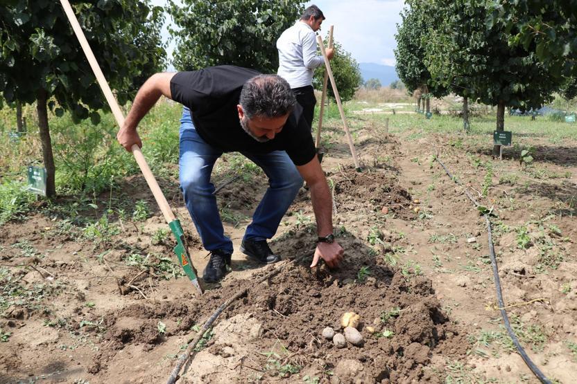 Bolu’da obezite, kanser düşmanı mor patates ilk kez topraktan çıkarıldı