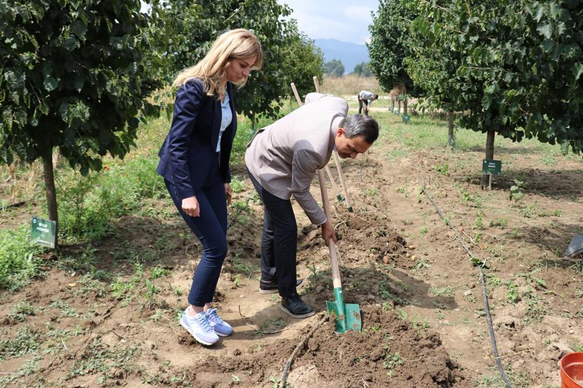 Bolu’da obezite, kanser düşmanı mor patates ilk kez topraktan çıkarıldı