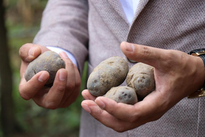 Bolu’da obezite, kanser düşmanı mor patates ilk kez topraktan çıkarıldı