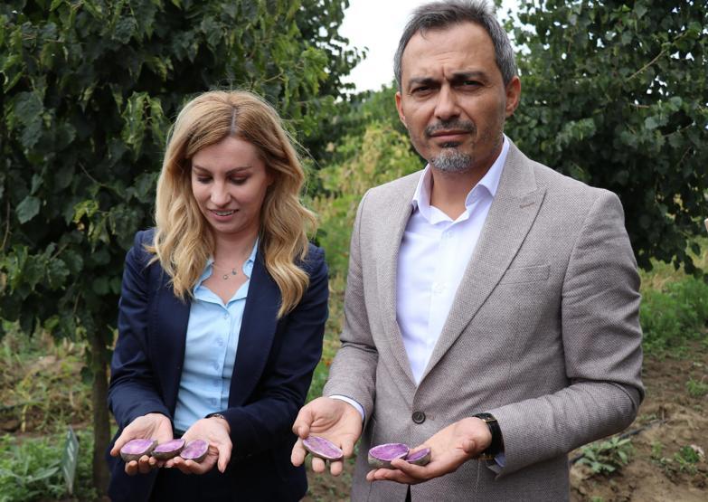 Bolu’da obezite, kanser düşmanı mor patates ilk kez topraktan çıkarıldı
