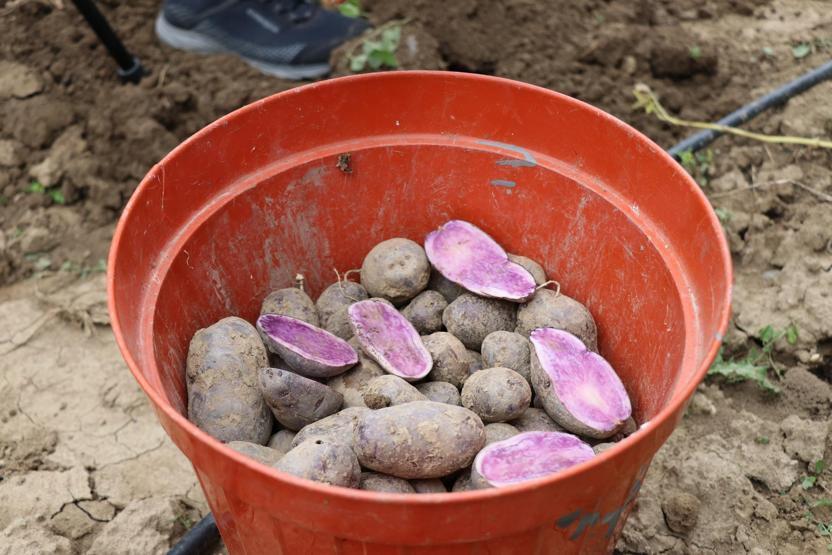 Bolu’da obezite, kanser düşmanı mor patates ilk kez topraktan çıkarıldı