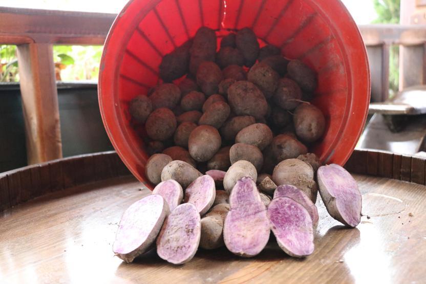 Bolu’da obezite, kanser düşmanı mor patates ilk kez topraktan çıkarıldı