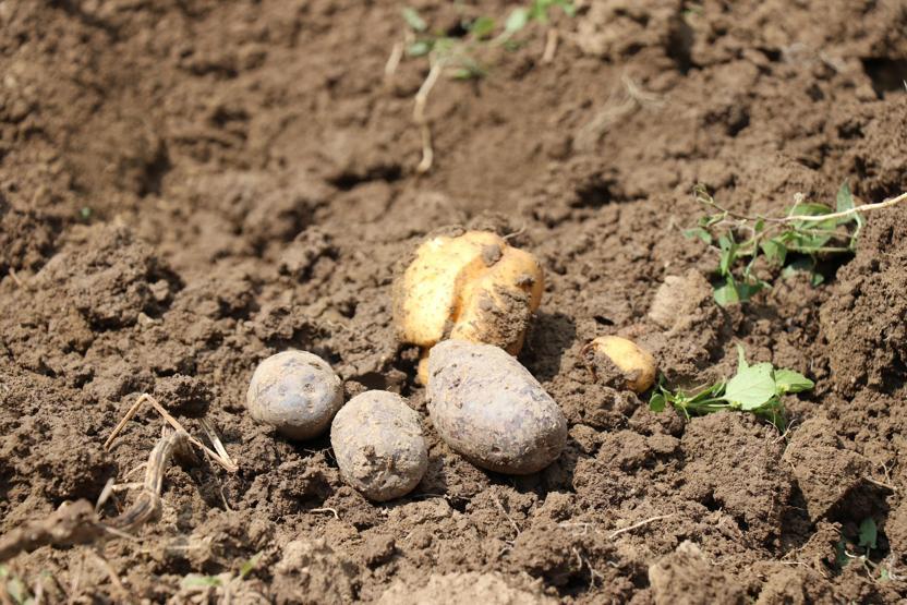 Bolu’da obezite, kanser düşmanı mor patates ilk kez topraktan çıkarıldı