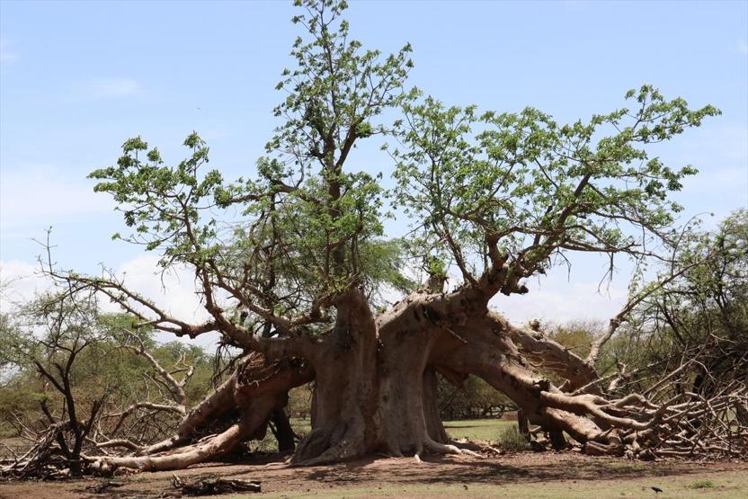 Senegalin vahşi yaşam parkı: Bandia Rezervi