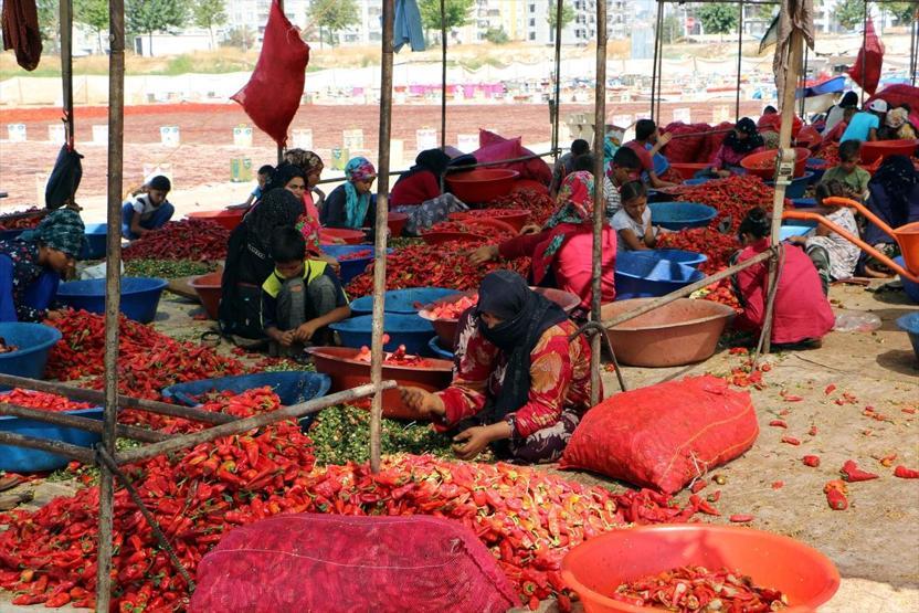 Çiğ köftenin olmazsa olmazı isotun acı serüveni