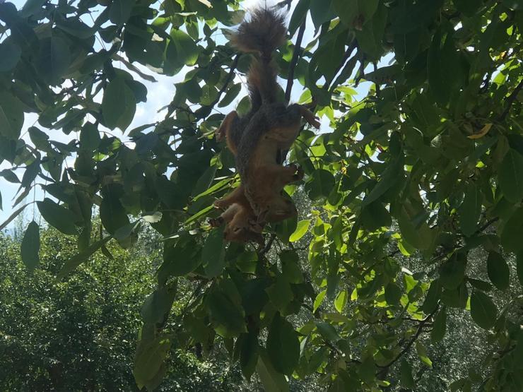 Bunu yapan insan olamaz