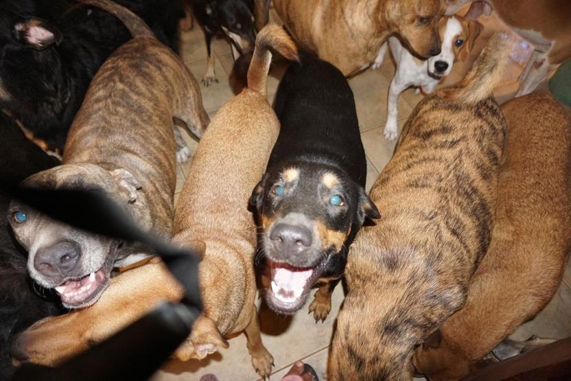 Kasırgadan korumak için 97 köpeğe evini açtı