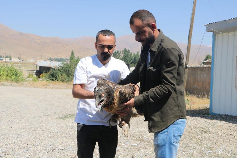 Nadir görülen sakallı akbaba Cilo Dağı eteklerinde yaralı bulundu