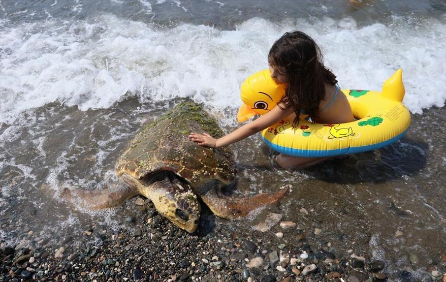 Yaralı caretta caretta kıyıya vurdu