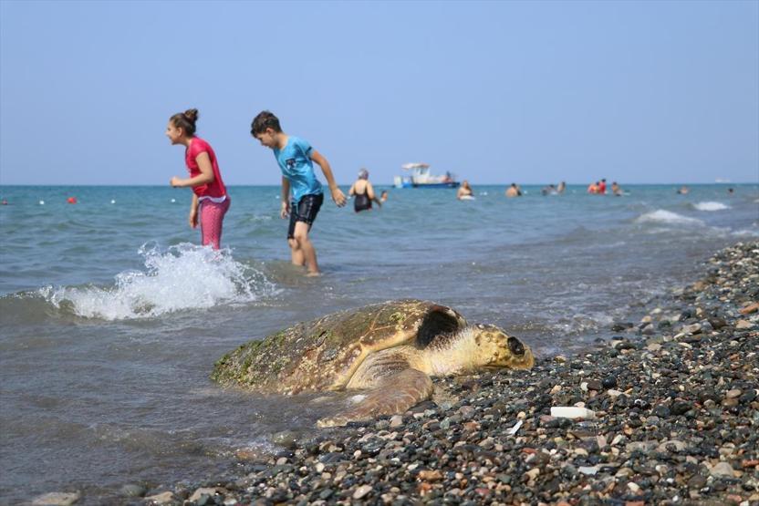 Yaralı caretta caretta kıyıya vurdu