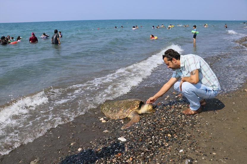 Yaralı caretta caretta kıyıya vurdu