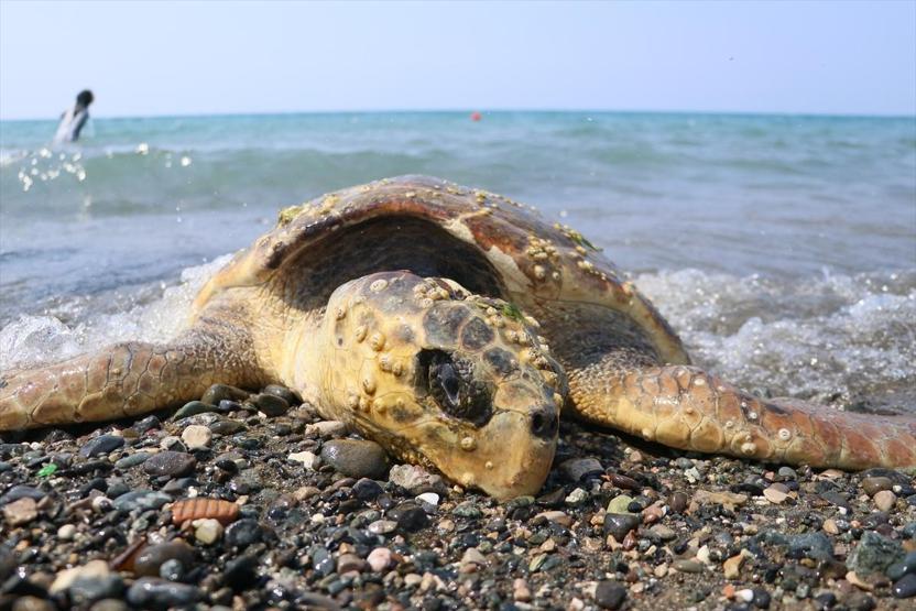 Yaralı caretta caretta kıyıya vurdu