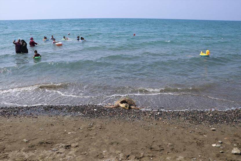Yaralı caretta caretta kıyıya vurdu