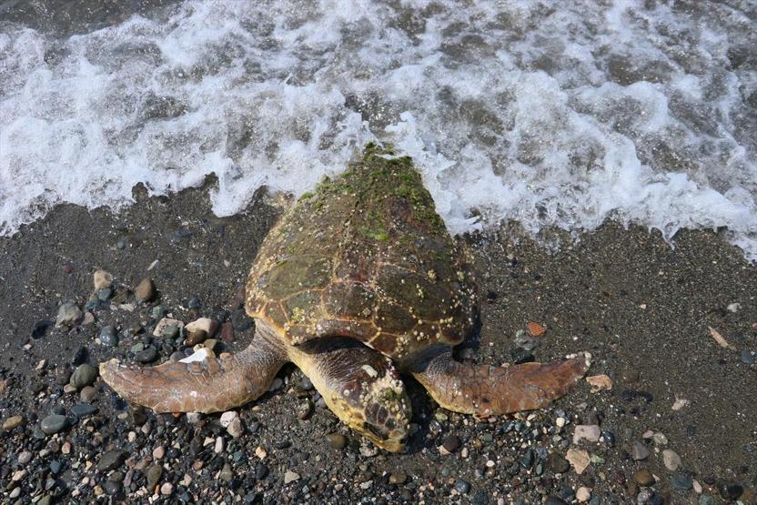Yaralı caretta caretta kıyıya vurdu