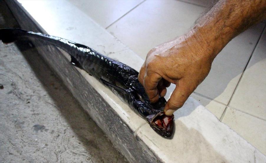 “30 yıldır balıkçıyım ilk kez rastladım”