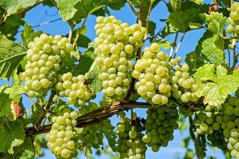 Şifa deposu üzümün faydaları saymakla bitmiyor