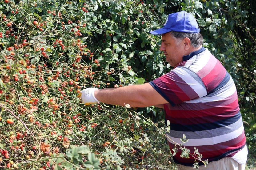Doğada kendiliğinden yetişiyor Kilosu 30 TL