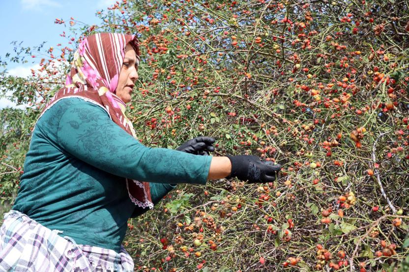 Doğada kendiliğinden yetişiyor Kilosu 30 TL