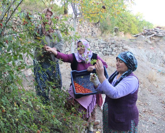 Köyde kadınların geçim kaynağı oldu Yapımı zahmetli ama her derde deva