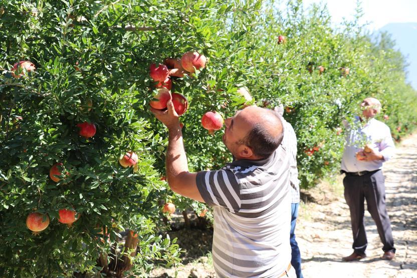 Hicaz narı yurt dışından büyük talep görüyor