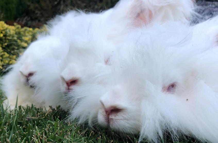 Angora tavşanı giyim sanayinin göz bebeği