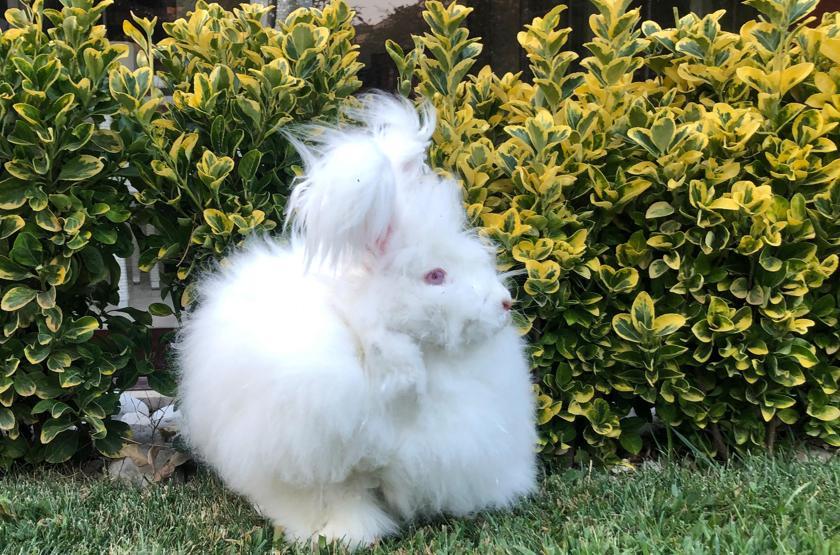 Angora tavşanı giyim sanayinin göz bebeği