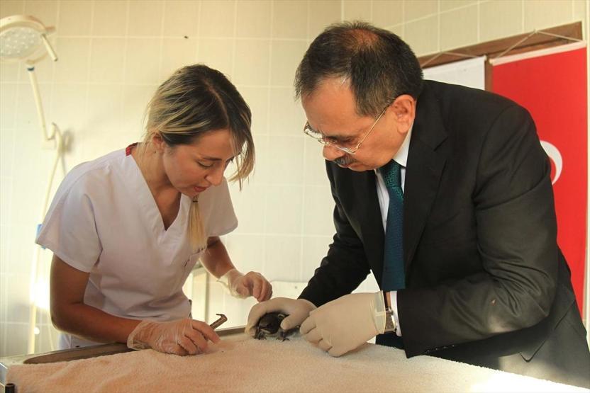 Şırıngayla beslenerek büyütülen ebabil kuşları doğaya salınıyor