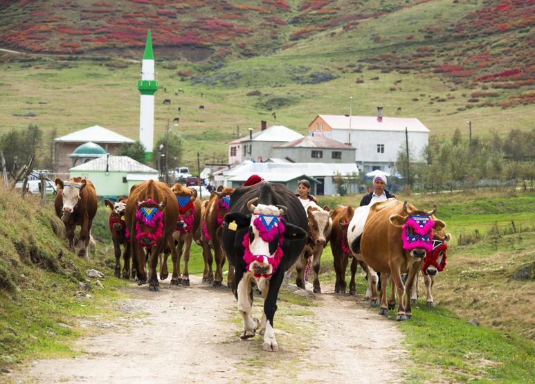 Hayvanları süsleyip yola çıkıyorlar