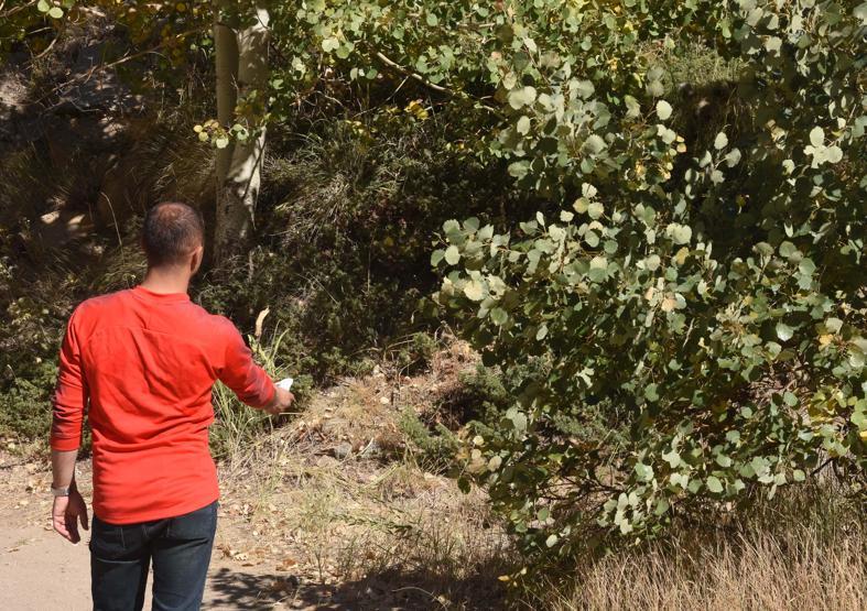 Yavru ayılar piknikçilerin maskotu oldu