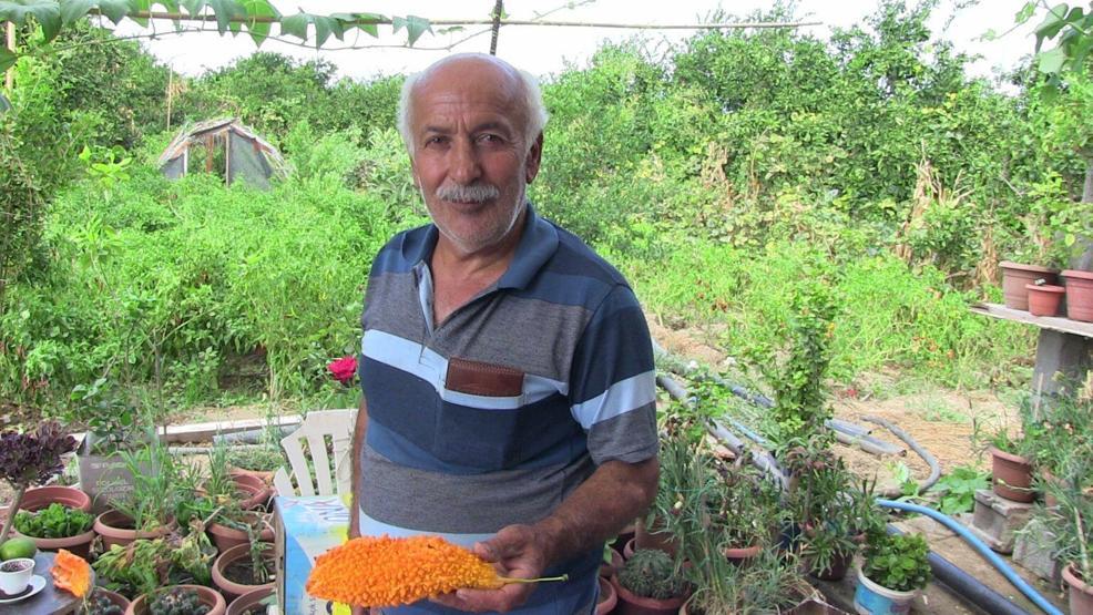 C vitamini deposu kudret narı nasıl tüketilmeli