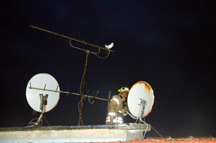 Gece yarısı güvercin kurtarma operasyonu