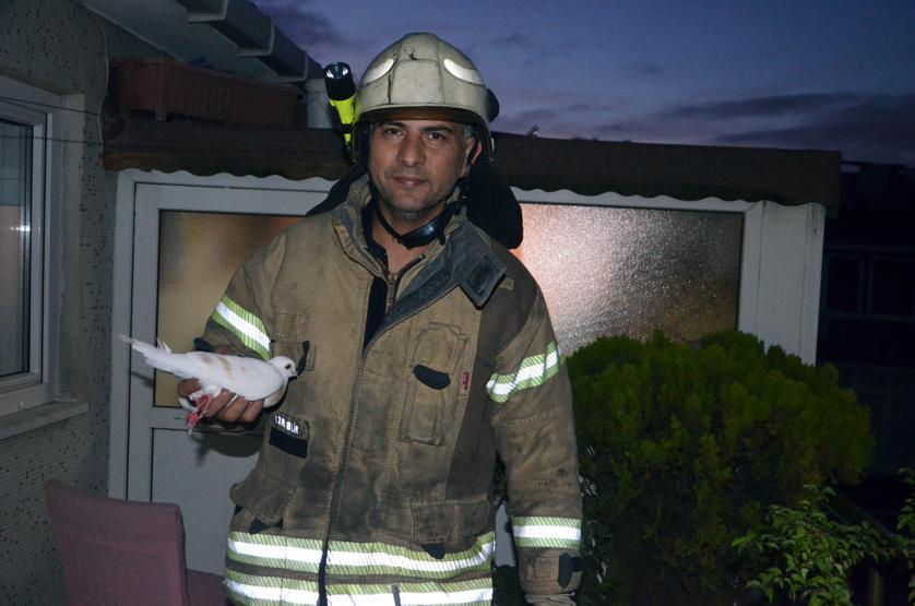 Gece yarısı güvercin kurtarma operasyonu