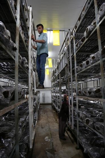 Mantarın başkenti... Türkiyedeki üretimin yüzde 54ünü onlar yapıyor