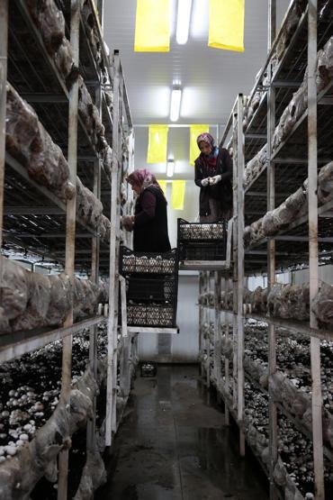 Mantarın başkenti... Türkiyedeki üretimin yüzde 54ünü onlar yapıyor