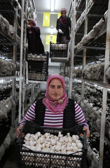 Mantarın başkenti... Türkiyedeki üretimin yüzde 54ünü onlar yapıyor