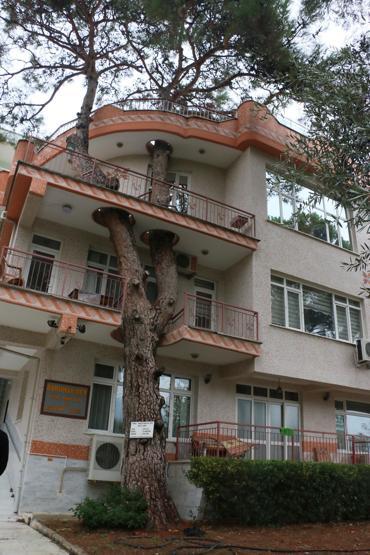 3 asırlık ağaç balkonun ortasından geçiyor