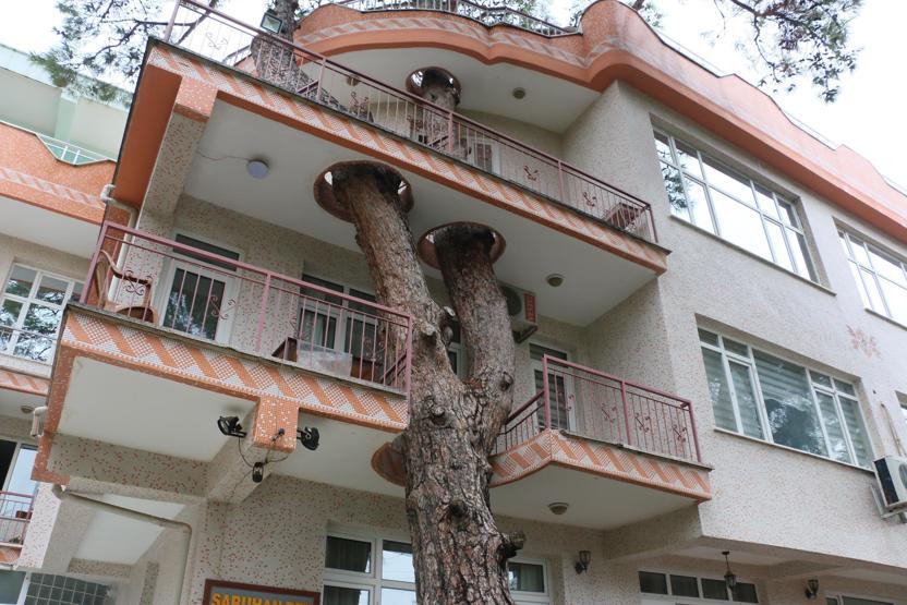 3 asırlık ağaç balkonun ortasından geçiyor