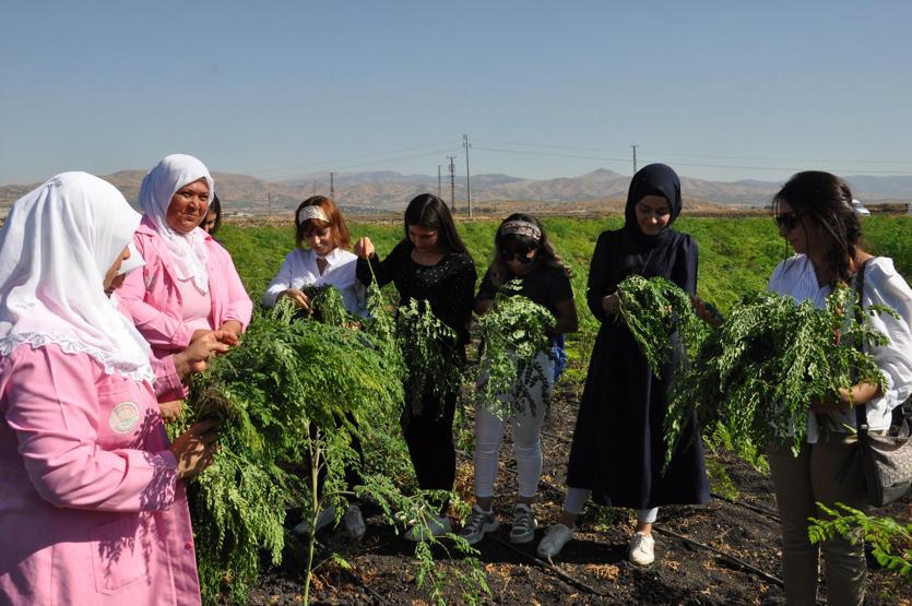 300den fazla hastalığa iyi geliyor Moringa her derde deva